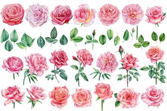 Big set of flowers roses and leaves isolated on a white background, watercolor illustration, botanical art