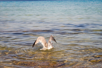 Fototapeta premium Portrait einer Mantelmöwe. Eine Möwe an der Ostsee. 