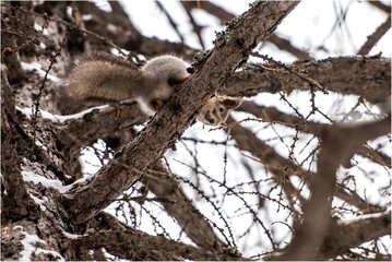 squirrel on tree