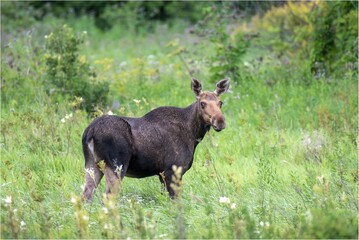 moose in the meadow