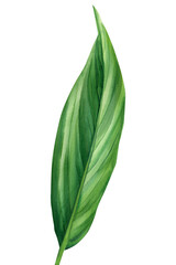 Tropical Leaves on isolated white background, watercolor illustration, botanical painting
