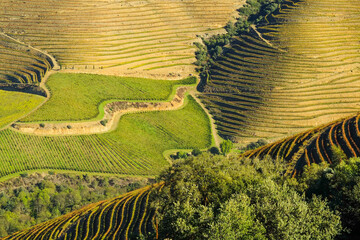 Culture de vignes au Portugal