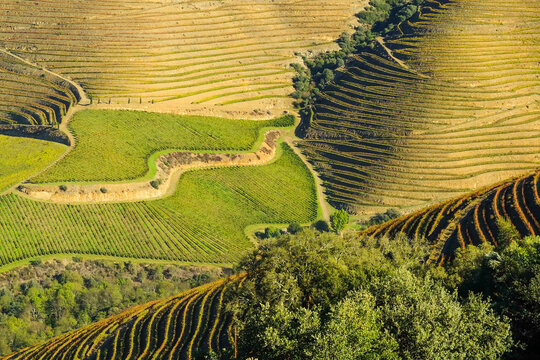 Culture de vignes au Portugal