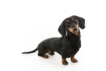 Portrait male dachshund puppy dog looking side. Isolated on white background