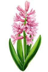 Watercolor hyacinth, hand painted floral illustration, flower isolated on a white background.
