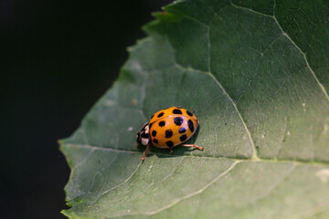 Ein roter Marienkäfer mit evielen Punkten auf den Deckflügeln auf einem Blatt.
