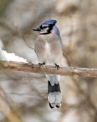 Blue Jay Bird Photo and Image. Close-up perched on a branch with a blur forest background in the winter season environment and habitat surrounding displaying blue feather plumage wings. 