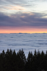 Canadian Nature View of Evergreen Trees on a mountain above the clouds. Dramatic Winter Sunset. Taken at Cypress Lookout, Vancouver, British Columbia, Canada. Background