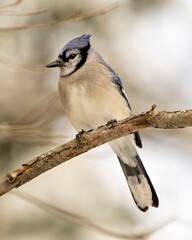 Blue Jay Bird Photo and Image. Close-up perched on a branch with a blur forest background in the winter season environment and habitat displaying blue feather plumage wings. 