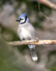 Blue Jay Photo and Image. Close-up perched on a branch with a blur forest background in the forest environment and habitat surrounding displaying blue feather plumage wings. Picture. Portrait.