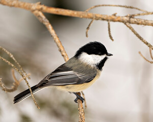 Chickadee Photo and Image. Perched on a branch enjoying its habitat and environment surrounding displaying feather plumage, body, head, eye, beak, plumage.