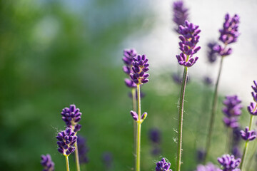 Close-up of buds and stems of blue lavender