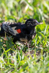 Male Long-tailed Widowbird, Pilanesberg National Park