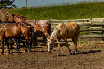 Fototapeta premium Horses in the paddock Historic Ranch Red Deer County Alberta Canada