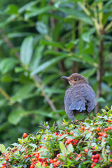 A blackbird (turdus merula) sitting on a bush of firethorn (pyracantha) with red berries