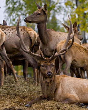 Elk Stock Photo and Image. Elk bull resting on hay with its cows elk around him in their environment and habitat surrounding.