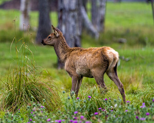 Elk Stock Photo and Image. Elk baby close-up profile view in the field with wild flowers foliage in its environment and habitat surrounding.