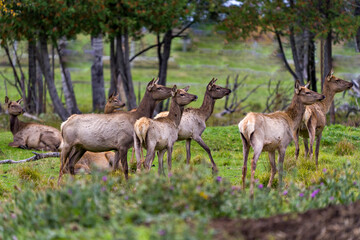 Elk Stock Photo and Image. Elk female cows looking to the right side in the field with a blur forest background and wild flowers in their environment and habitat surrounding.