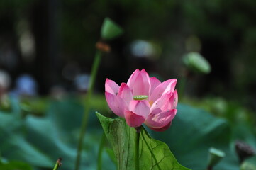 Obraz premium The thermal water lily from Felix Baths 23