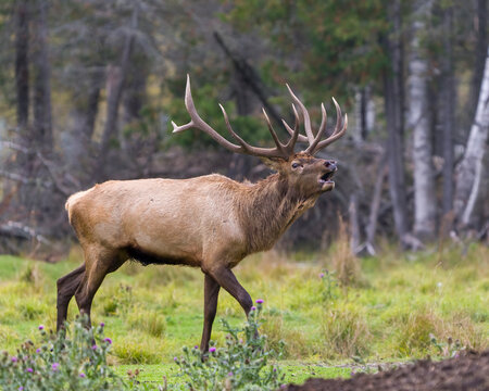 Elk Stock Photo and Image. Bull male bugling in the rutting season and walking in the field with a blur forest background in its environment and habitat, displaying antlers and brown coat fur.
