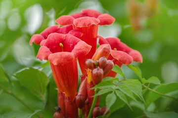Beautiful red flowers of the trumpet vine or trumpet creeper Campsis radicans. Campsis flowers.