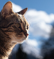 Portait d'un chat