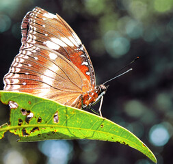 butterfly on leaf