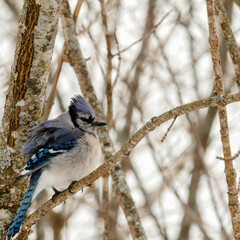 Fluffed up Blue Jay on a tree in winter