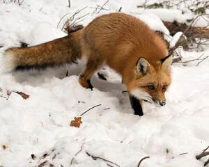  Red Fox Stock Photos. Red fox close-up profile view in the winter season in its environment and habitat with snow background displaying bushy fox tail, fur. Fox Image. Picture. Portrait.