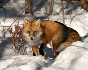 Fototapeta premium Red Fox Stock Photos. Red fox close-up, foraging in the winter season in its environment and habitat with blur snow background displaying bushy fox tail, fur. Image. Picture. Portrait.