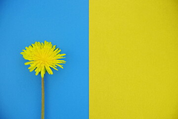 Dandelion  on a blue and yellow background. Spring plants are allergens. Top view, copy space, flat lay.