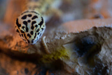 Leopard gecko lizard, close up macro. Cute Leopard gecko portrait (Eublepharis macularius). Leopard gecko on the rock.
