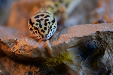 Obraz premium Leopard gecko lizard, close up macro. Cute Leopard gecko portrait (Eublepharis macularius). Leopard gecko on the rock.