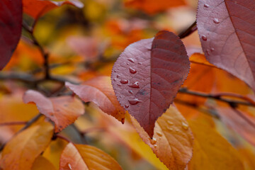 Nice autumn leawes with raindrops macro nature photo