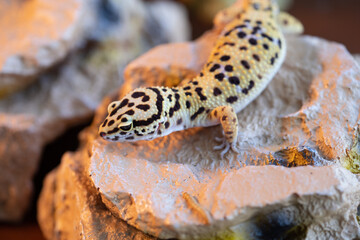 Leopard gecko lizard, close up macro. Cute Leopard gecko portrait (Eublepharis macularius). Leopard gecko on the rock.