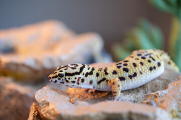 Leopard gecko lizard, close up macro. Cute Leopard gecko portrait (Eublepharis macularius). Leopard gecko on the rock. - obrazy, fototapety, plakaty