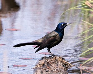 Common Grackle Photo. Close-up profile view by the water displaying feathers, beak in its environment and habitat. Grackle Image. Picture. Portrait.