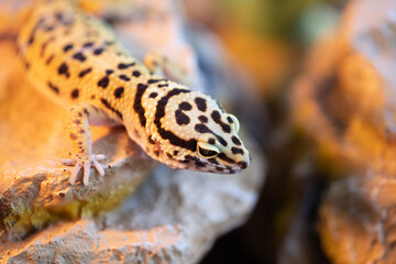 Leopard gecko lizard, close-up macro. Cute Leopard gecko portrait (Eublepharis macularius). Leopard gecko on the rock.