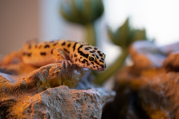 Leopard gecko lizard, close up macro. Cute Leopard gecko portrait (Eublepharis macularius). Leopard...