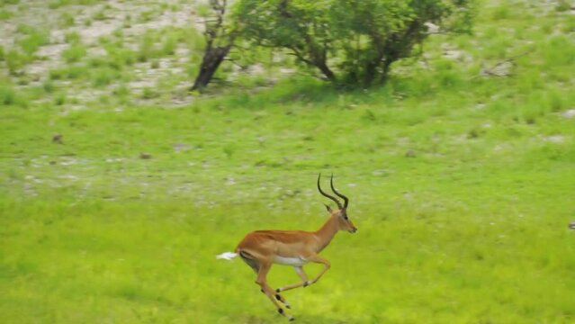 Antelope being chased by another antelope across African green field