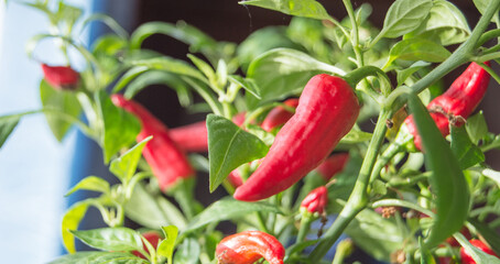 The ripening period of hot pepper. Red hot chili pepper grows on a bush, banner