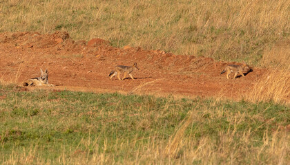 Black-backed Jackal and pups, Kruger National Park
