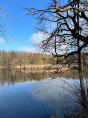 Obraz premium Panketal, Pankow, Brandenburg, Barnim, Wald, Hobrechtsfelde, Frühling, Wanderung, Bucher Forst,