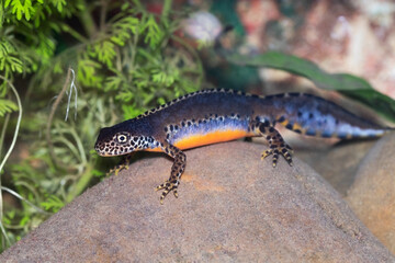 Ichthyosaura alpestris male at the bottom of the river 