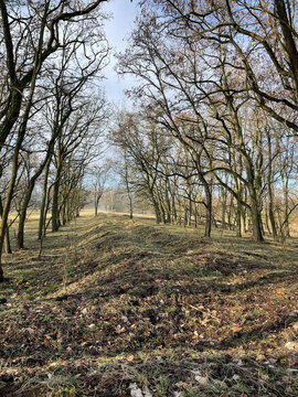 Panketal, Pankow, Brandenburg, Barnim, Wald, Hobrechtsfelde, Fr&uuml;hling, Wanderung