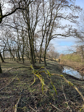 Panketal, Pankow, Brandenburg, Barnim, Wald, Hobrechtsfelde, Fr&uuml;hling, Wanderung