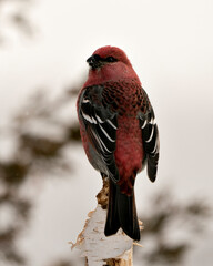 Pine Grosbeak Stock Photo. Pine Grosbeak close-up profile rear view, perched  with a blur background in its environment and habitat. Image. Picture. Portrait