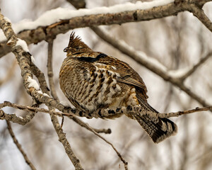 Partridge Photo and Image. Perched in the winter season, with snow background  in its environment and habitat surrounding with a close-up profile side view. Ruffed Grouse.
