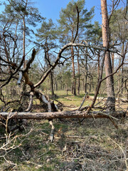 Wuhlheide; Berlin; Lichtenberg; Karlshorst; Wald; Frühling; Waldweg; Naturschutzgebiet; Nadelwald,...