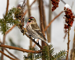 Red Poll Photo and Image. Finch close-up profile view, perched on a stag horn branch with a blur background in its environment and habitat surrounding.